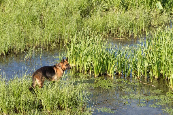 German shepherd dog (East European sheepdog) stands stand among the reeds near lake and looks into the distance. Concept of  border guard service.