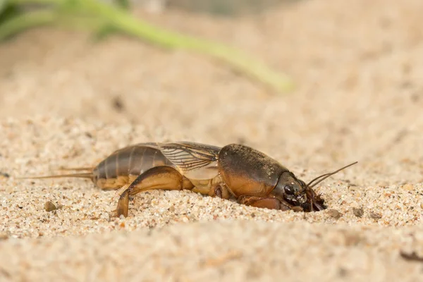 Mole cricket digs the soil