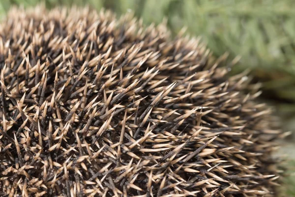 Close up of hedgehog needles / Hedgehog texture close up