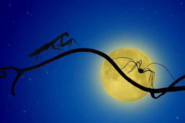 The silhouettes of the praying mantis and the spider on slender twig on the backdrop of the moon. spider runs away, mantis catching up