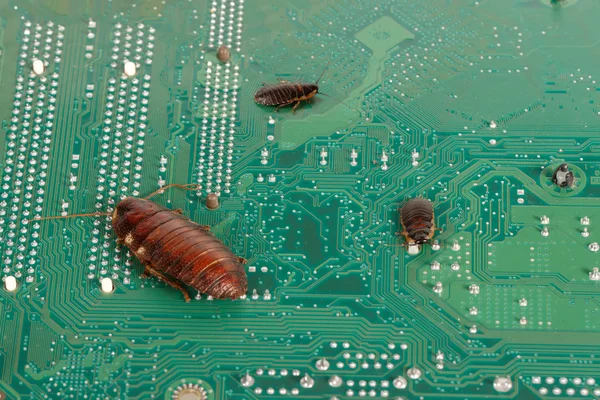 Three cockroaches on the computer microcircuits. Concept of computer bugs