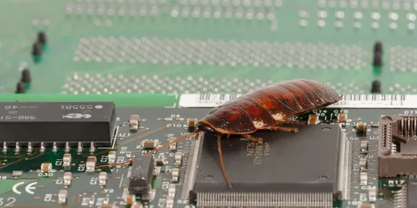 Cockroach on the computer microcircuits. Concept of computer bugs