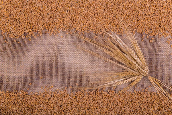 Wheat grains with ears on a light sacking