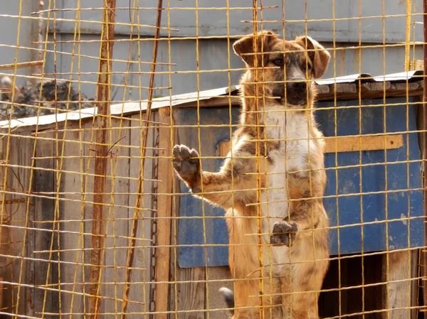 Homeless dog in kennel at animal shelter