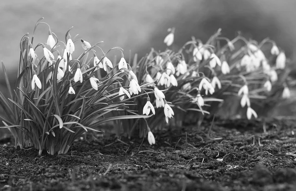 Snowdrops in black and white photography