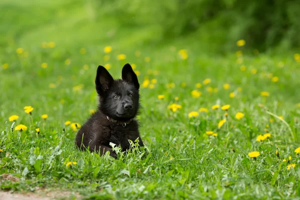 Beautiful German shepherd puppy of black colour. lying in the gr