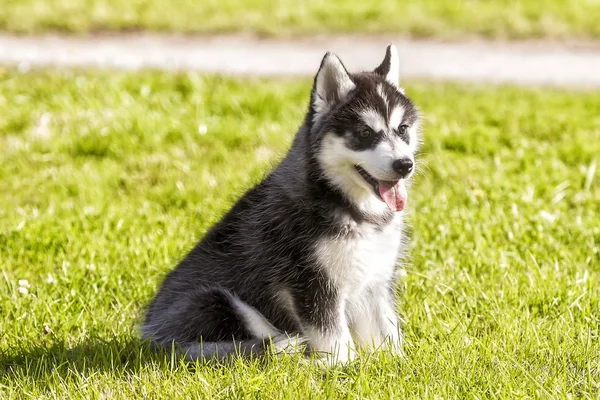 Husky puppy sitting on grass