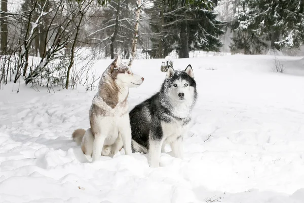 Samoyed and husky. 2 dogs in the winter woods