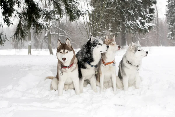 Group of dogs in snow drifts. husky Hamming. age 3 years