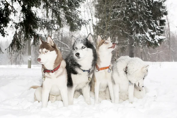 Group of dogs in snow drifts. husky. age 3 years