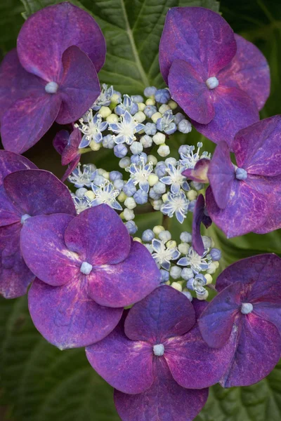 Dark red hydrangea flowers in summer