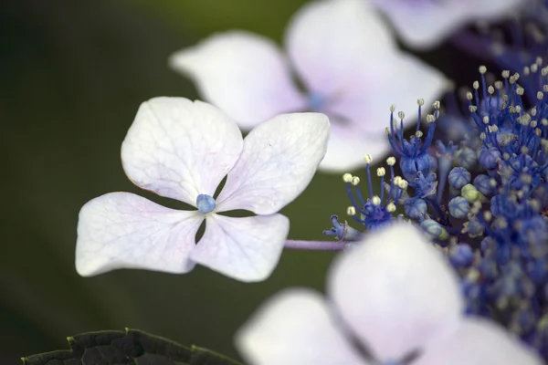 White and blue lacecap hydrangea flower