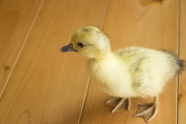 Cute duckling