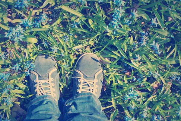 Feet standing on Scilla flowers in the park