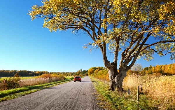 Elm tree on the road side