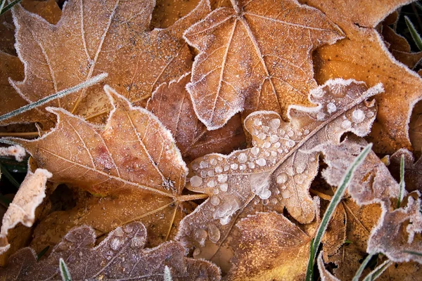 Leaves on the ground covered with ice