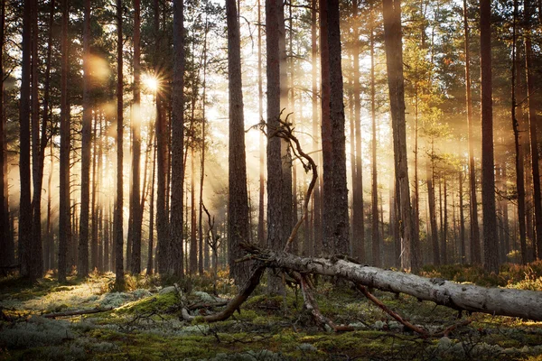 Coniferous forest with morning sun shining