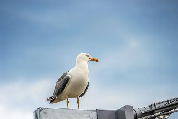 Beautiful seagull sitting on a street lamp