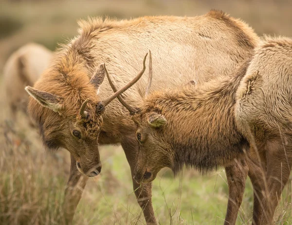 Elk, Juvenile Male, Color Image, California, USA