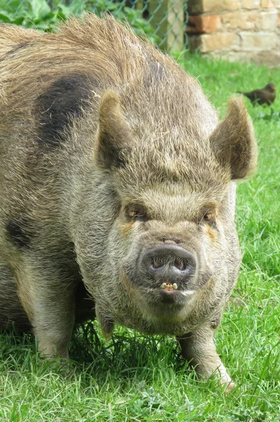 Brown pig with comical  face