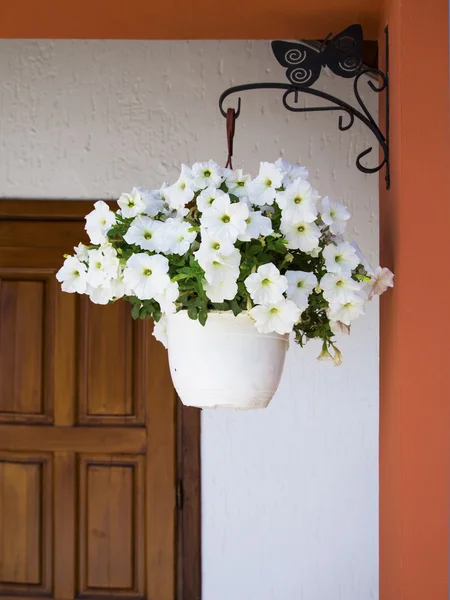 Spring flowers on sunny day