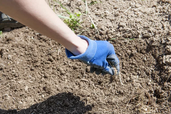 Planting. Seed in hand