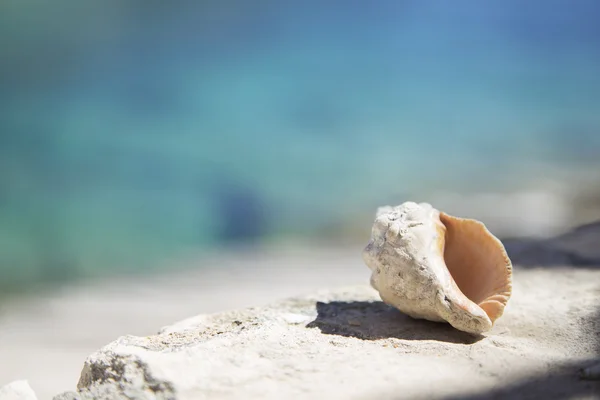Summer shell with the sea background