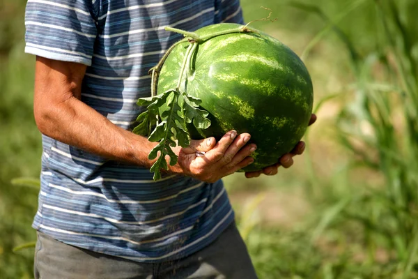 Man gathering harvest watermelon