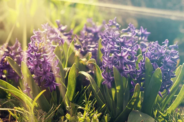 Blooming beds of hyacinths smells delicious. sun rays