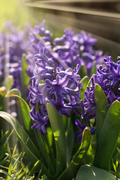 Blooming beds of hyacinths smells delicious. sun rays