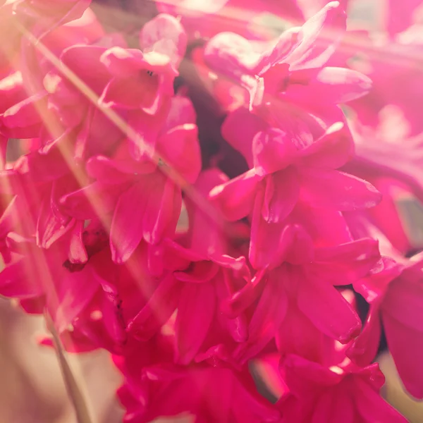 Blooming beds of hyacinths smells delicious. sun rays