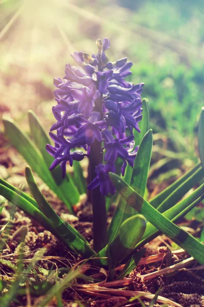 Blooming beds of hyacinths smells delicious. sun rays