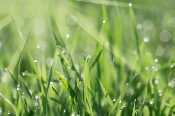 Fresh morning dew on spring grass, natural background