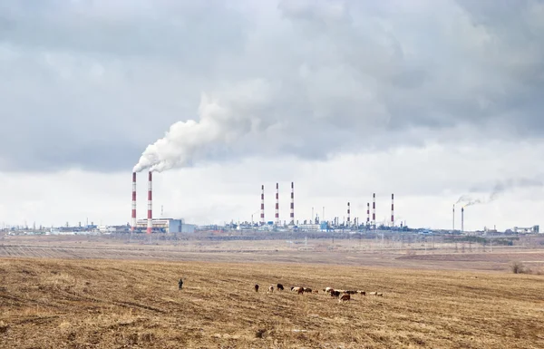 A herd of cows grazing in the background smoking chimneys of industrial enterprises
