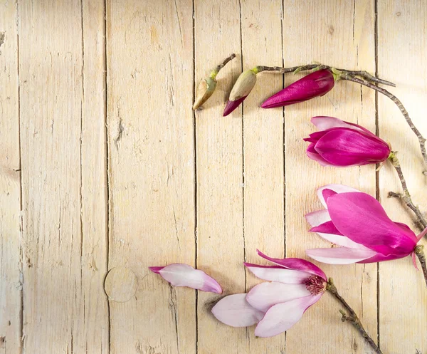 Magnolia flowers and buds. Decoration with magnolia flowers