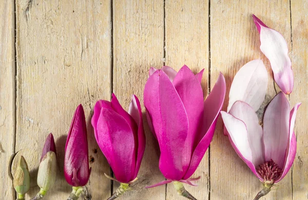 Magnolia flowers and buds. Decoration with magnolia flowers