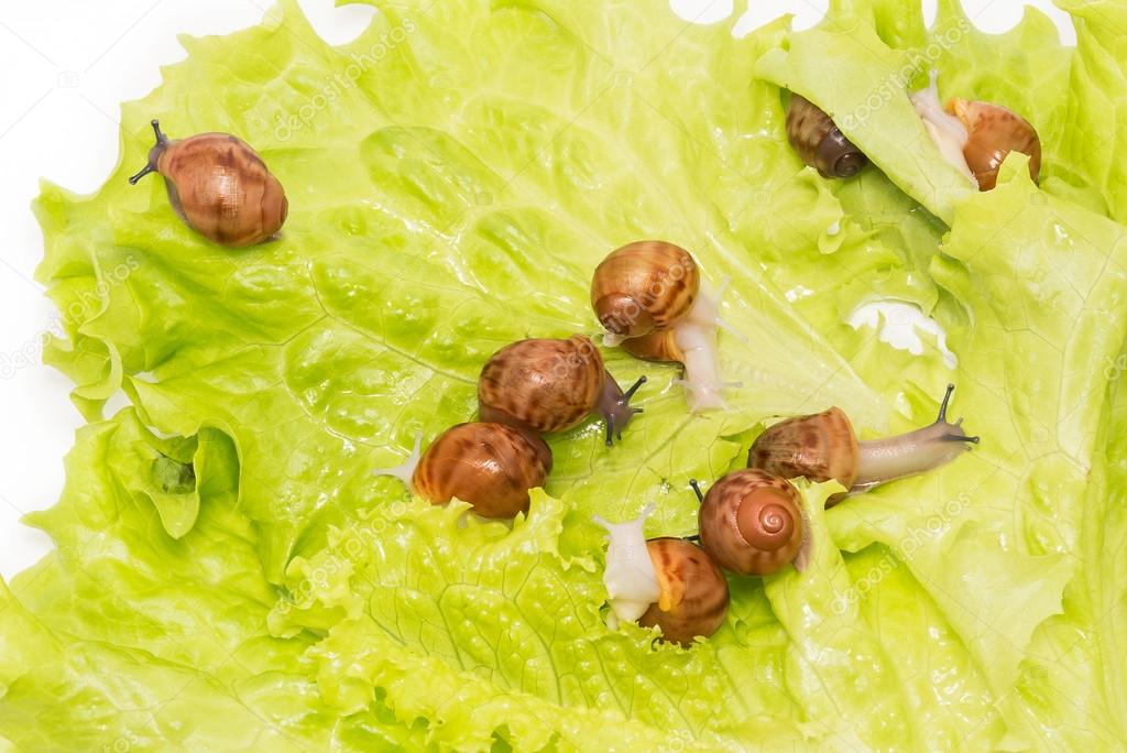 Hübsche kleine Neugeborene Schnecken auf Salat — Stockfoto 80221946