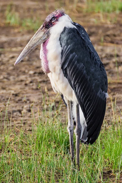 Marabou stork (considered to be the ugliest bird in the world) i