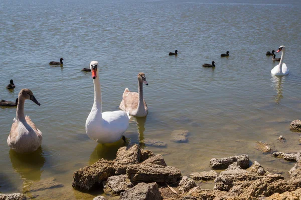 White swans and other birds on the pond