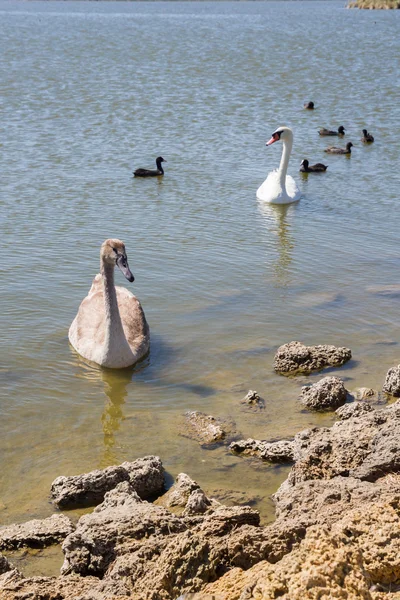 White swans and other birds on the pond