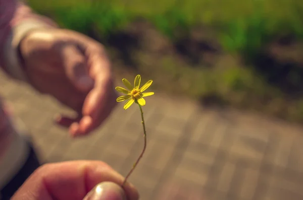 Hand gives a wild flower with love.
