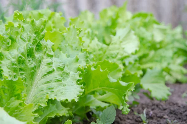 Close up of green lettuce. Concept of healthy lifestyle and dieting.