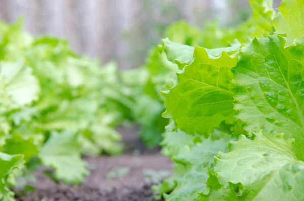 Close up of green lettuce. Concept of healthy lifestyle and dieting.