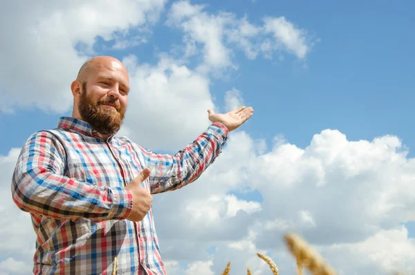 Hairless bearded farmer pointing at sky above agricultural wheat fields.