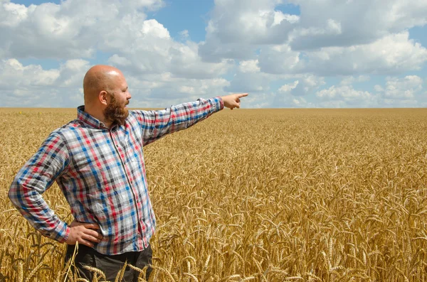 Hairless bearded farmer pointing at sky above agricultural wheat fields.