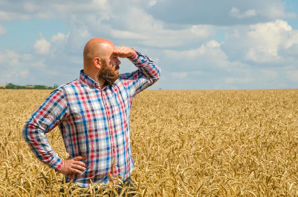 Hairless farmer with beard standing and look around in the wheat field. Farmer or agronomist inspect quality of wheat, harvest time.