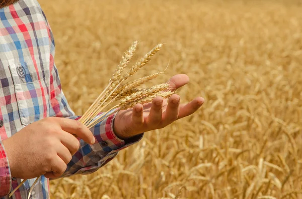 Man holds a ripe wheat . Man hands with wheat. Wheat field against a wheat field. wheat harvest in the field. ripe wheat closeup
