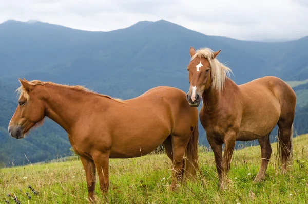 Two horses standing in the field and mountains and look forward. Wild horses in the Carpathians, Ukraine Carpathian landscape