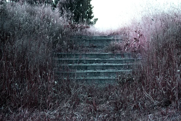 Old ladder in the bush