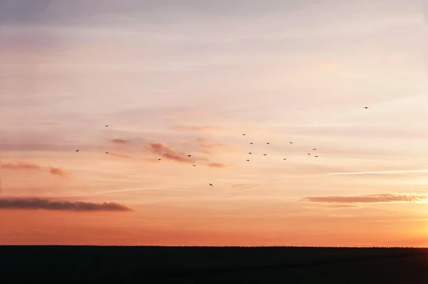 Birds in sky at sunset